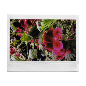 POV: You brought your instax™ on the Earth Day walk